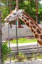 Portrait of a curious giraffe Giraffa camelopardalis over blue sky with white clouds in wildlife sanctuary Royalty Free Stock Photo