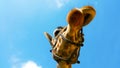 Portrait of a curious giraffe (Giraffa camelopardalis) taken fro Royalty Free Stock Photo