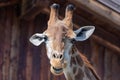 Portrait of a curious giraffe Giraffa camelopardalis in a zoo in Royalty Free Stock Photo