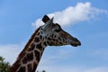 Portrait of a curious giraffe Giraffa over blue sky with white clouds in wildlife Royalty Free Stock Photo