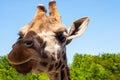 Portrait of a curious giraffe Giraffa camelopardalis over blue sky with white clouds in wildlife sanctuary Royalty Free Stock Photo