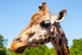 Portrait of a curious giraffe Giraffa camelopardalis over blue sky with white clouds in wildlife sanctuary Royalty Free Stock Photo