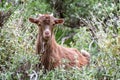 Portrait of a curious goat kid hidden in bushes in Crete Greece