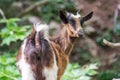 Portrait of a curious goat kid turning to look at the camera on a trekking path in Crete Greece