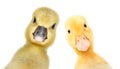 Portrait of a curious gosling and duckling Royalty Free Stock Photo