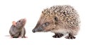 Portrait of curious gray rat and cute hedgehog