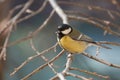 Curious Great Tit resting on a tree branch Royalty Free Stock Photo