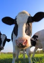 Portrait of curious Holstein cow cattle Royalty Free Stock Photo