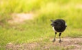 Portrait of a curious Magpie Royalty Free Stock Photo