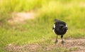 Portrait of a curious Magpie Royalty Free Stock Photo