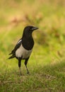 Portrait of a curious Magpie Royalty Free Stock Photo