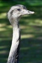 Portrait of a curious nandu ostrich Royalty Free Stock Photo