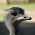 Portrait of a curious nandu ostrich