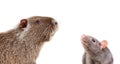 Portrait of curious nutria and rat Royalty Free Stock Photo