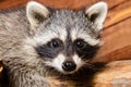 Portrait of a curious raccoon Royalty Free Stock Photo