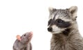 Portrait of curious rat and funny raccoon Royalty Free Stock Photo