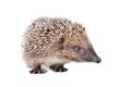 Portrait of a curious sniffing hedgehog