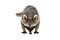 Portrait of a curious sniffing raccoon Royalty Free Stock Photo