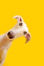 Portrait curious spanish greyhound dog tilting head side. Isolated on yellow backgorund