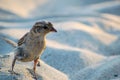 Portrait of curious sparrow on the sand