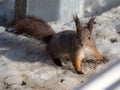 Curious squirrel in the snow Royalty Free Stock Photo
