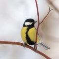 Portrait of curious titmouse