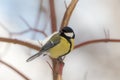 Portrait of curious titmouse