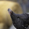 portrait of curious turkey Royalty Free Stock Photo