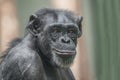 Portrait of curious wondered adult Chimpanzee Royalty Free Stock Photo