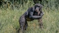 Portrait of curious wondered adult Chimpanzee in tall grass