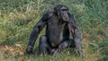 Portrait of curious wondered adult Chimpanzee in tall grass