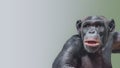 Portrait of curious wondered Chimpanzee at smooth gradient background Royalty Free Stock Photo