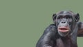 Portrait of curious wondered Chimpanzee at smooth uniform background