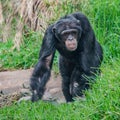 Portrait of curious wondered Chimpanzee standing at full size in Royalty Free Stock Photo