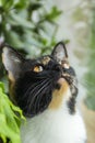 Portrait of curious cat muzzle googling up