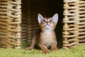 Portrait of a cute abyssinian kitten Royalty Free Stock Photo