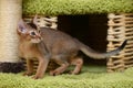 Portrait of a cute abyssinian kitten