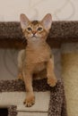 Portrait of a cute abyssinian kitten Royalty Free Stock Photo