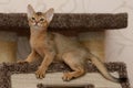 Portrait of a cute abyssinian kitten Royalty Free Stock Photo