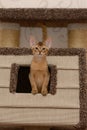 Portrait of a cute abyssinian kitten