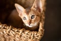 Portrait cute abyssinian red ginger kitten with big ears in wicker brown basket at home. Concept of happy adorable cat pets Royalty Free Stock Photo