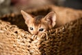 Portrait cute abyssinian red ginger kitten with big ears in wicker brown basket at home. Concept of happy adorable cat pets Royalty Free Stock Photo