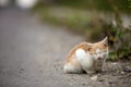 Portrait of cute adorable ginger small white young cat kitten wi