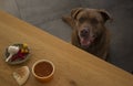 Brown Labrador dog is sitting under a table