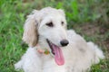 Portrait of cute afghan hound puppy in the summer park. Close up. Three month old. Pet animals