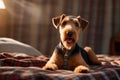 Portrait of a cute airedale terrier with big eyes against a plaid background Royalty Free Stock Photo