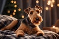 Portrait of a cute airedale terrier with big eyes against a plaid background Royalty Free Stock Photo