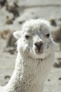 The portrait of a cute alpaca.