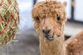 Portrait Of A Cute Alpaca. Beautiful Llama Farm Animal At Petting Zoo