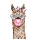 Portrait of the cute alpaca with pink bubble gum